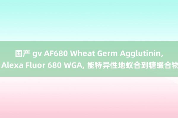 国产 gv AF680 Wheat Germ Agglutinin, Alexa Fluor 680 WGA, 能特异性地蚁合到糖缀合物